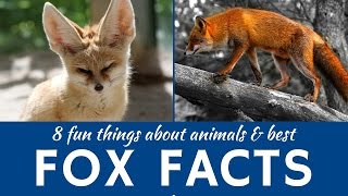 Foxes 8 Interesting Facts about Wild and Domestic Animals [upl. by Yarahs]