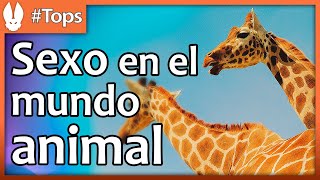 Top de Animales Las Maneras Más Increíbles de Hacerlo [upl. by Hera]