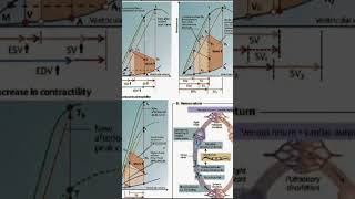 ❤ heart human heart circulation dil biology viralvideo [upl. by Mcmahon]