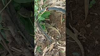 Sailfin lizard or also known in the philippines quotibidquot caught on trap [upl. by Emor]