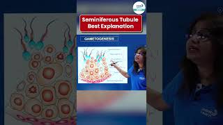 Seminiferous Tubule Best Explanation  NEET Zoology  Shorts  InfinityLearnNEET [upl. by Nagam615]