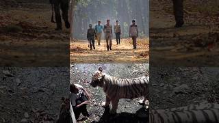 Tiger kills Forest Guard 😨😨 ranthambore viral shorts [upl. by Michon]