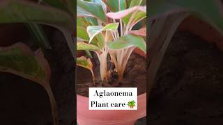 Aglaonema plant care aglaonemaplantcare plants gardening indoorplantsathome indoorplanting [upl. by La]