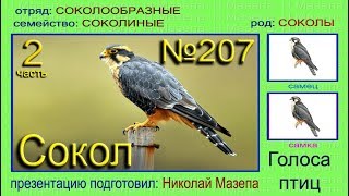 Сокол Часть 2 Голоса птиц [upl. by Bridge508]