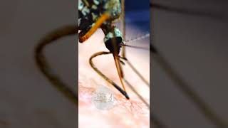 This is how Mosquito Bite 🦟mosquitolike trendingshorts bite dangerous blood chemistryzoom🔥🦟 [upl. by Yltnerb544]