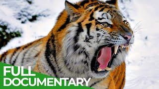 Wildlife  Episode 1 Tiger Lion Leopard amp Jaguar  The Four Big Cats  Free Documentary Nature [upl. by Cass929]