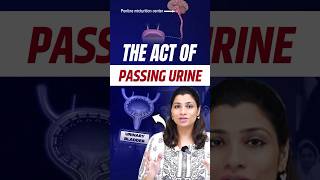 Micturition process of urine in Hindi  NEET Concept neet2024 neet2025 neetbiology [upl. by Anhavas]