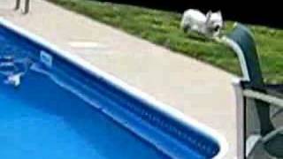 Bogie the Westie vs Pool [upl. by Aimahc]