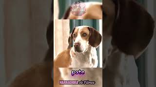 Super cão ganha poderes e salva a cidade filmes cortes shortsvideo recapfilme emalta disney [upl. by Ainet]