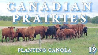 CANADIAN PRAIRIES 19 Planting Canola  fs22 [upl. by Adelbert]