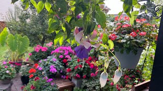 Tour por mi patio mas flores floreando geranios geranios colgantes y mas [upl. by Bamford909]