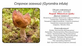 Строчок осенний Gyromitra infula [upl. by Aihsatal359]