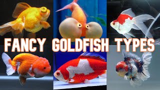 Fancy Goldfish  20 Types To Know [upl. by Kcirej]