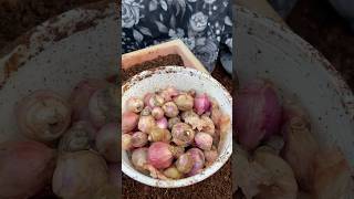 Onions Pot lo vesamu shorts usateluguvlog usateluguvlogs backyardgardening food [upl. by Uphemia677]