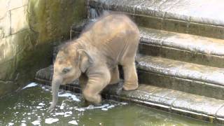 Elefantenbaby geht baden im Zoo Hannover [upl. by Batish518]