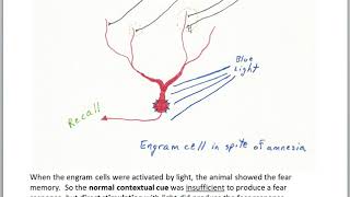 Finding the Engram part 6 optogenetics [upl. by Eirret]