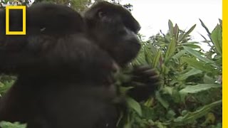 How to Survive a Gorilla Charge  National Geographic [upl. by Georgeanna]