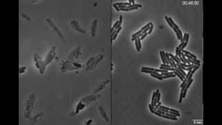 Exploding bacteria with penicillin [upl. by Htenywg]