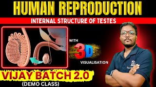 Internal structure of testes  HUMAN REPRODUCTION VIJAY BATCH 20  DEMO CLASS DEAR SIR BARI SIR [upl. by Roley]