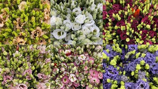 Top 10 Most Beautiful Lisianthus  10 Lovely Eustoma Varieties [upl. by Ilyah]