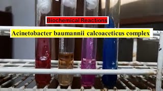 Biochemical Tests of Acinetobacter baumannii calcoaceticus complex Demonstration [upl. by Nnep]