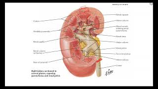 RENAL PHYSIOLOGY [upl. by Ddet]