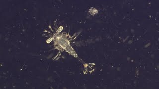 Why Are Plankton the Most Vital Organisms on Earth  BBC Earth [upl. by Graehl]