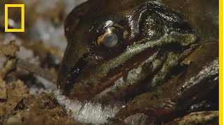 Cette grenouille des bois gelée revient à la vie [upl. by Josepha]