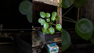 Pilea Peperomioides Transplant garden [upl. by Yknip]