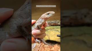 First time handling Smaug my baby northern blue tongue skink  6 weeks [upl. by Eikcuhc]