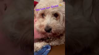 Gizmo gets all the best treatment 🫶🥰 life pets [upl. by Molahs]