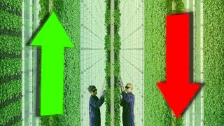 Vertical Farming Up or Down [upl. by Savior]