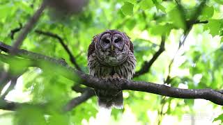 Barred Owls Caterwauling amp Owlet Venturing Out of the Nest  May 2 2023 [upl. by Salmon]