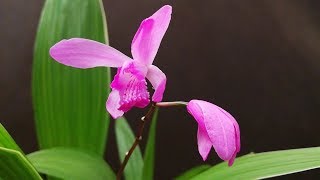 Orquídeas Terrestres Cuidados Actualización del trasplante de Bletilla striata [upl. by Tnert64]