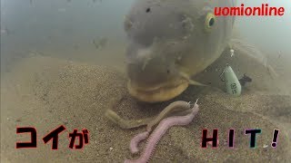 A large carp hit on a bunch of sandworm underwater fishing video [upl. by Notlrahc]