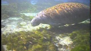 Kayaking with Manatees  stunning underwater footagemov [upl. by Ahsaz624]