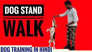 Beagle Dog Training Series  Episode 4  Training Your Dog quot STAND WALKquot [upl. by Mellicent2]