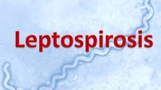 Leptospirosis [upl. by Nageem]