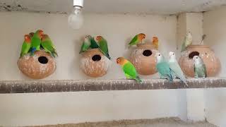 Lovebird Colony Video  Lovebird breeding Colony worldpetslover AhmadPetsVloger [upl. by Rahs542]