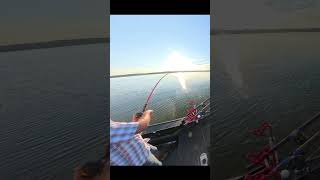 Biggest Blue Catfish of the Vacation fish cat fyp fun music [upl. by Penelopa]