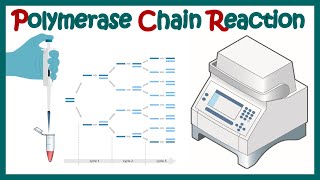 polymerase chain reaction  PCR  What are the 3 main steps in a PCR reaction [upl. by Divadnhoj]