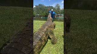 Lyle the Nile Crocodile coming in hot gatorland crocodile nilecrocodile [upl. by Jezabel]