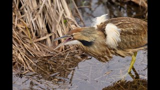 American Bittern Display Call [upl. by Lonni397]