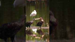 Great cormorant Aalscholver Phalacrocorax carbo wildlife birds nature [upl. by Vivyanne]