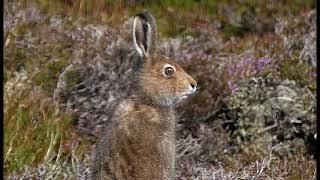 Hares on the mountain [upl. by Lissak]