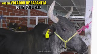 Es hijo del Volador de Papantla RANCHO PATRÓN DE CORRALEJO EN CUIJINGO EDOMEX 2023  Jaripeo [upl. by Geier798]