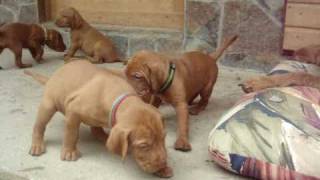 Zöldmáli Wirehaired Vizsla pups [upl. by Nyrmac380]