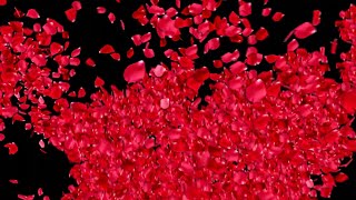 FALLING PETALS Background Effect  ROSE PETALS Falling  Black Screen [upl. by Horsey]