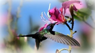 ❀ Amazing Birds  Longest Compilation [upl. by Enicnarf]