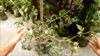 COMO ABONAR Y CULTIVAR PLANTAS DE TOMATE EN MACETAS [upl. by Enajyram339]